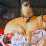 puppy, kitten, baby snuggle