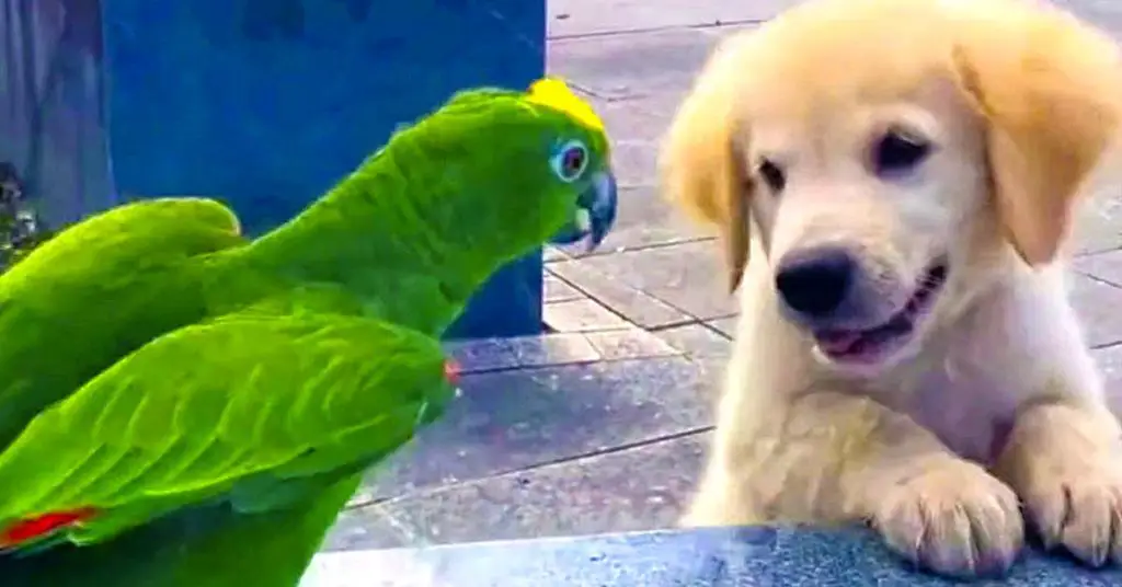 puppy and parrot