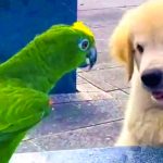 puppy and parrot