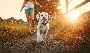 woman walking with dog