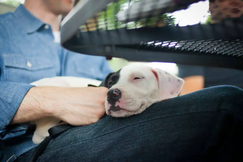 17 Puppies That Love Sleeping In Your Comfy Laps