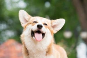 corgi smiling