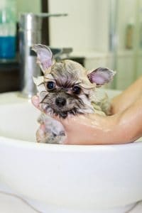 pomeranian bathtime