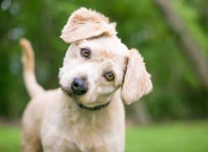 cute lab head tilt