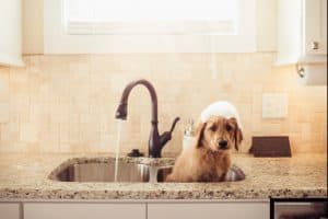 goldendoodle puppy bath