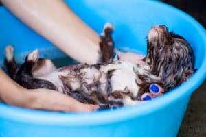 little puppy bathing