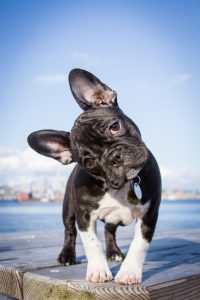 french bulldog tilt