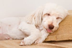 Cute dog sleeping