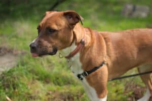 brown dog tongue