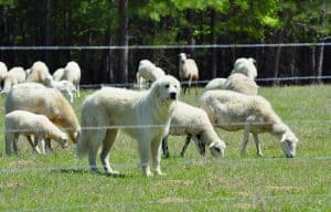 pyrenese hound sheep