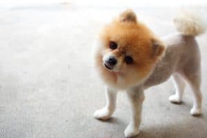 fluffy dog