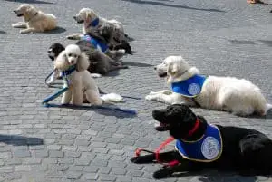 therapy dogs outside