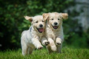 two running puppies