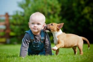 puppy kissing baby
