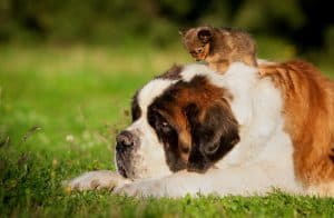 big saint bernard