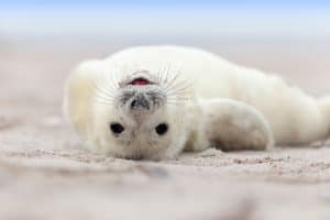 baby seal water