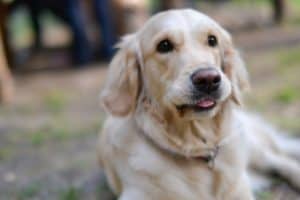 golden retriever dog