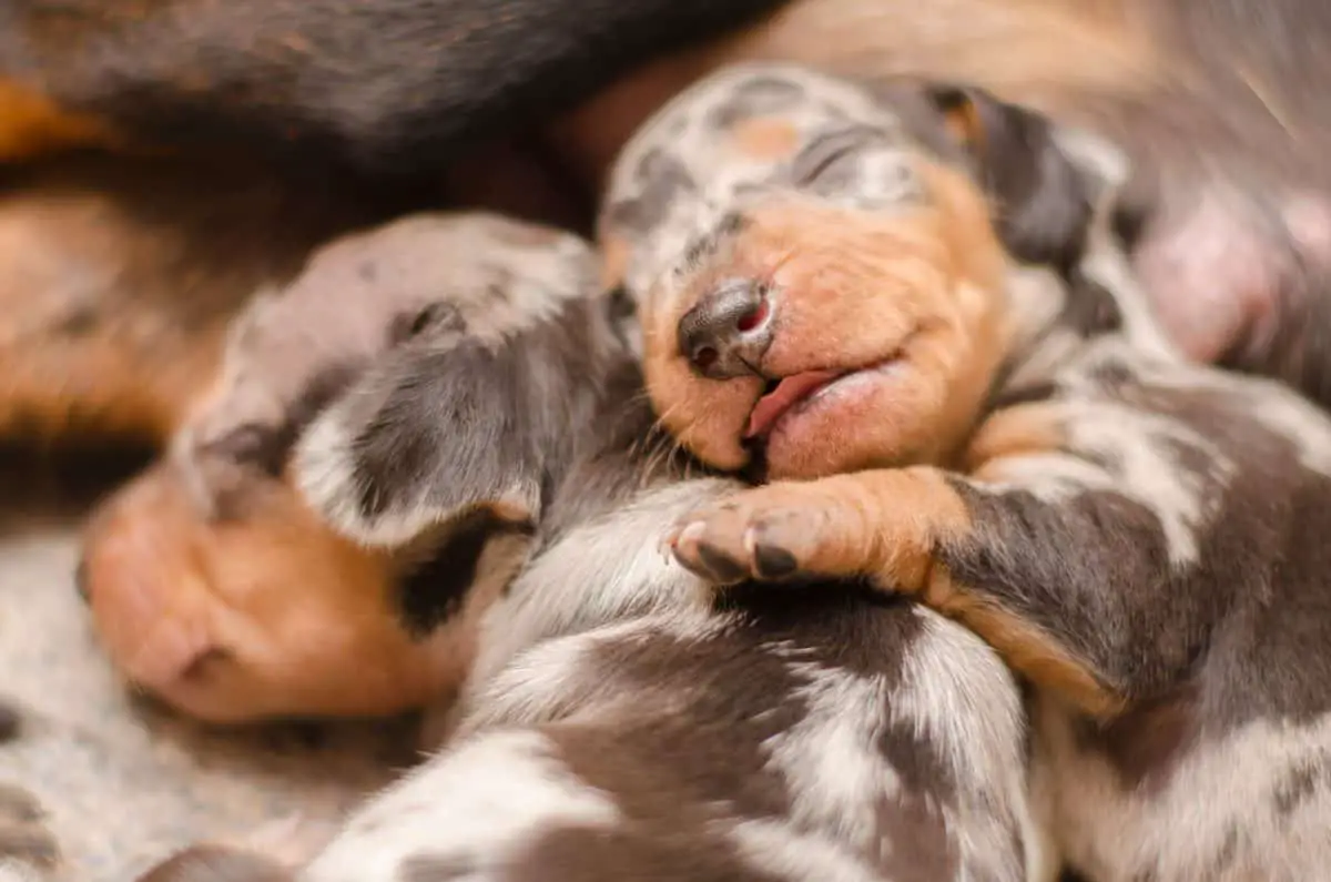 puppy cuddling tongue