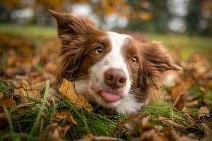 dog in leaves