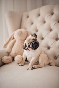 newborn pug tilt