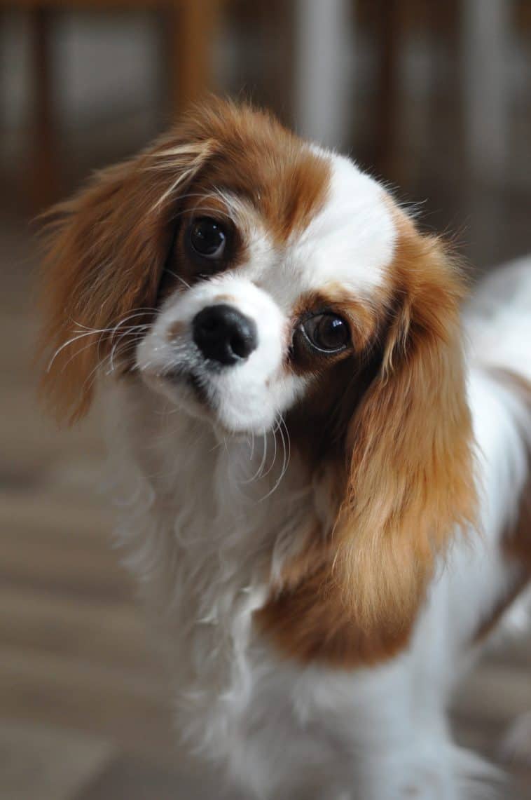 23 Adorable Puppy Head Tilts To Brighten Your Day - Dog Blog