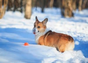 dog running snow