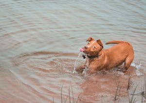 dorky dog water