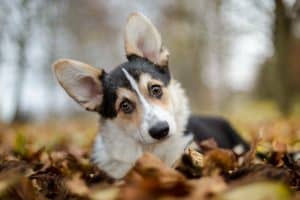 welsh corgi head tilt