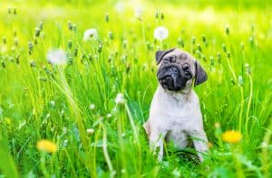 pug dandilions