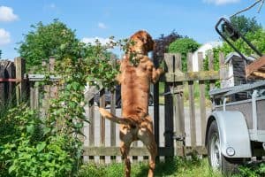 french mastiff peeking