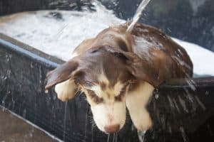 cute brown puppy