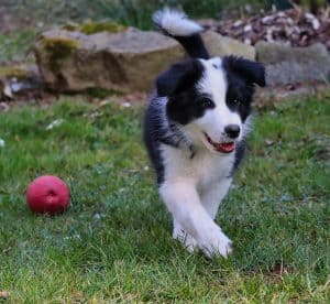 collie walking fetch