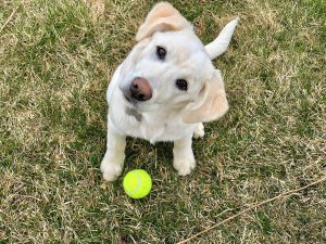 white lab ball