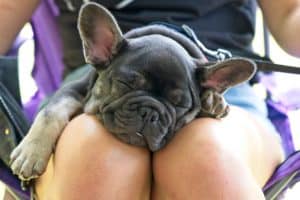 french bulldog sleeping