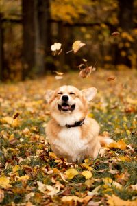 welsh corgi leaves