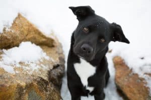 black and white dog