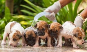 puppies bathing together