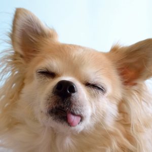 dog winking