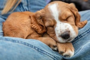 spaniel sleeping