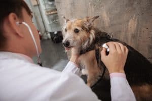 dog with doctor