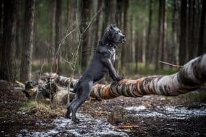 cane corso dog forest