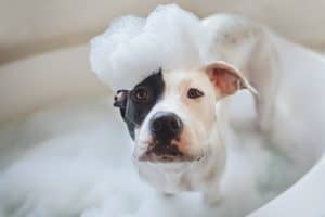 puppy with suds