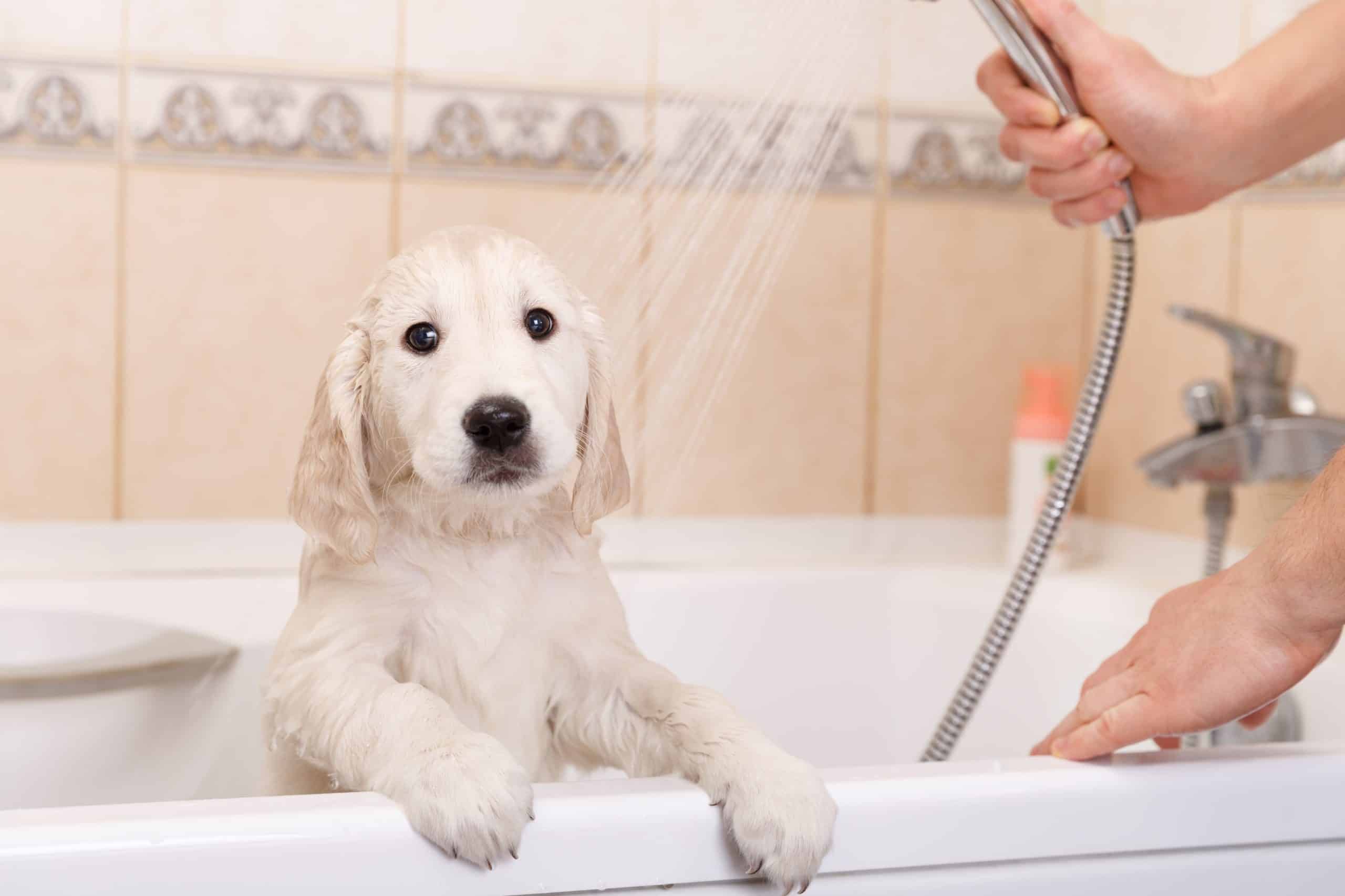 visit bath with a dog