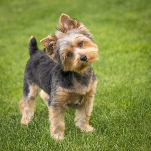 puppy outside head tilt