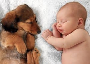 dog and baby