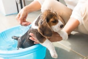 puppy beagle bath
