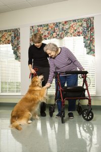 dog with elderly woman