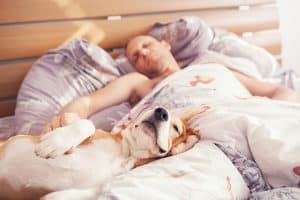 beagle sleeping with owner