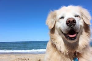 retriever smile