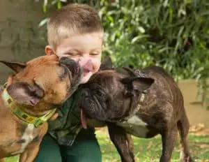 dogs kissing boy